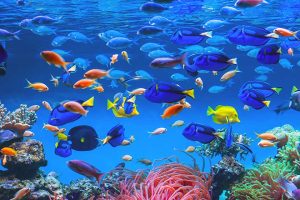 Colorful schools of tropical fish. Underwater coral reef background