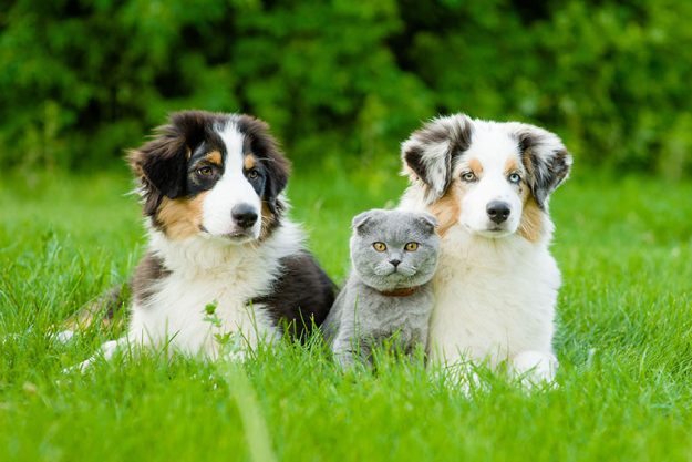 Is Adopting A Pet Recommended In Your Retirement? Is Adopting A Pet Recommended In Your Retirement?