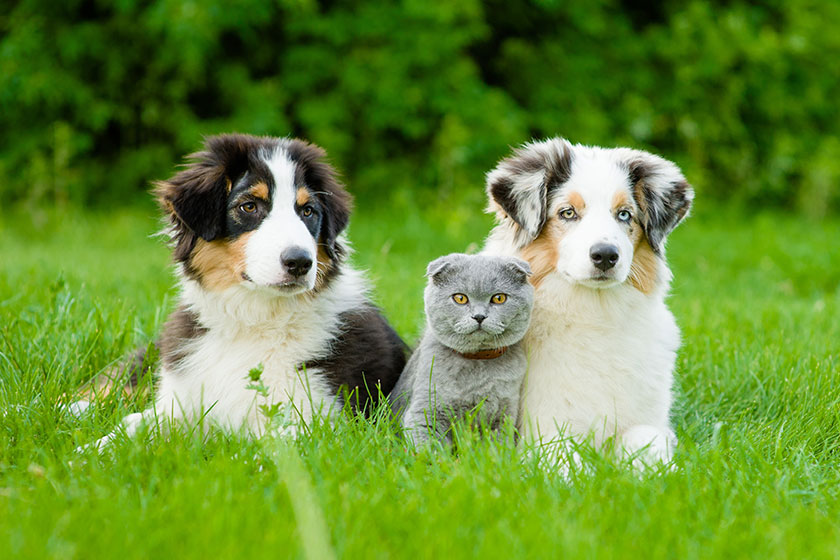 Is Adopting A Pet Recommended In Your Retirement? Is Adopting A Pet Recommended In Your Retirement?