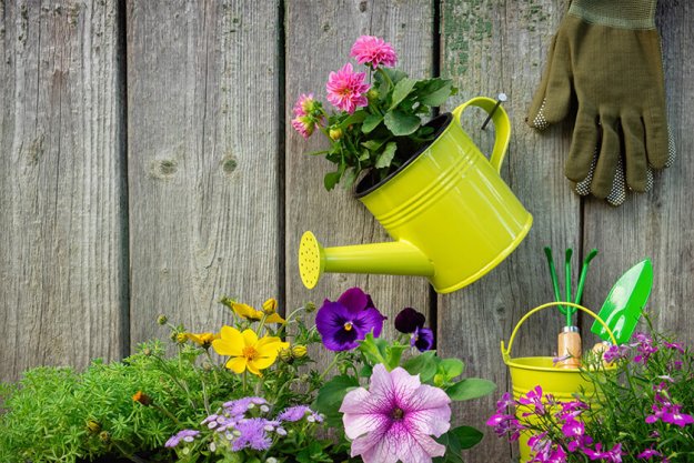 eedlings of garden plants and flowers in flowerpots