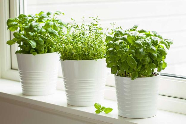 fresh basi and thymel herb in pot