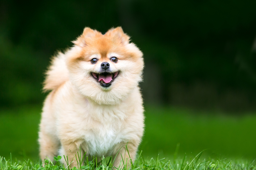 A cute Pomeranian dog with a happy expression Considering A Pet-Friendly Senior Living In Alsuma, OK: X Questions To Ask