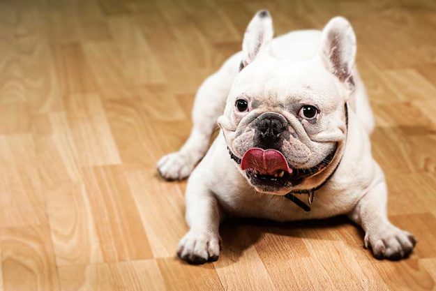 French bulldog