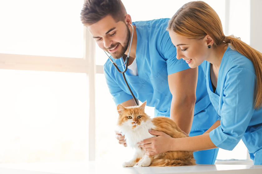 Where To Find The Best Veterinarians When Retiring At Arlington, TX Pet ...