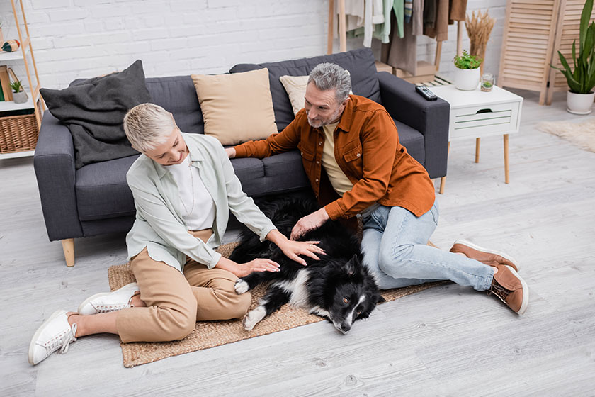 Cheerful Couple Petting Border Collie Couch Living Room Cheerful Couple Petting Border Collie Couch Living Room