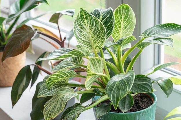 Close up of green leaf of philodendron birkin