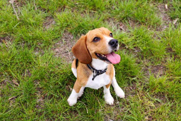 Funny cute dog in park