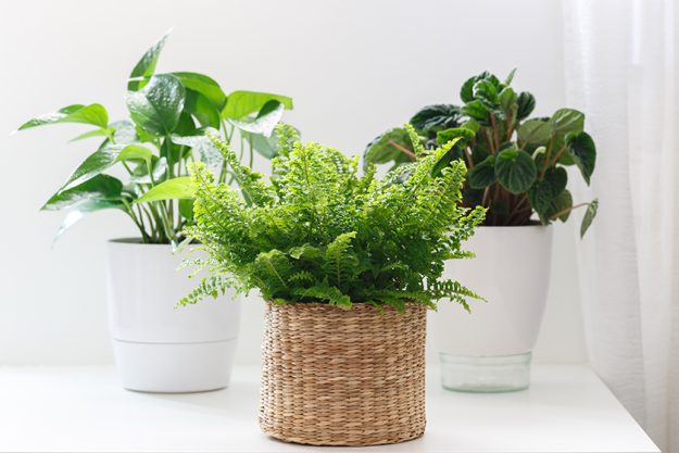 House plants in white ceramic