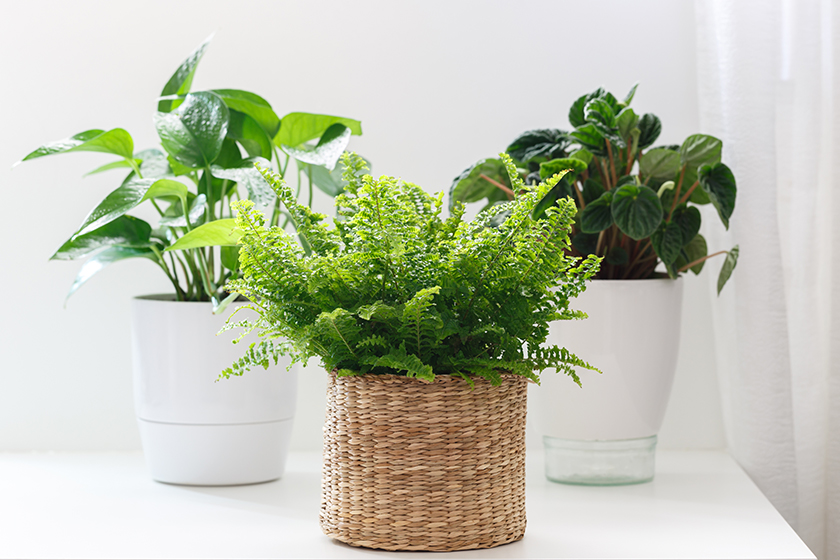 House plants in white ceramic House plants in white ceramic