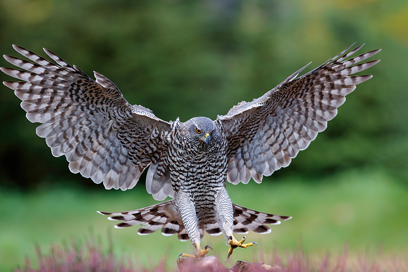 northern goshawk accipiter gentilis flying just landing