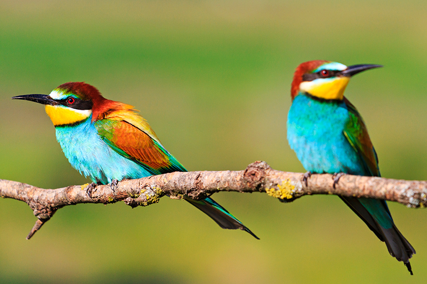 Couple colored bird with beautiful feathers Couple colored bird with beautiful feathers