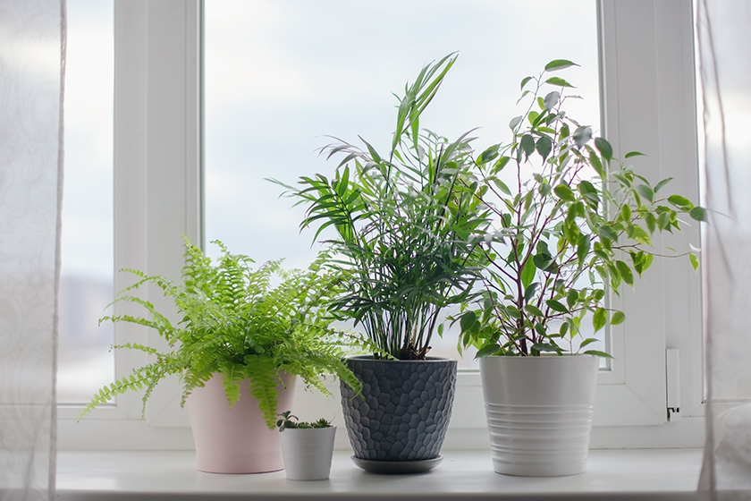 Fern nephrolepsis, ficus, succulents and palm Hamedorea
