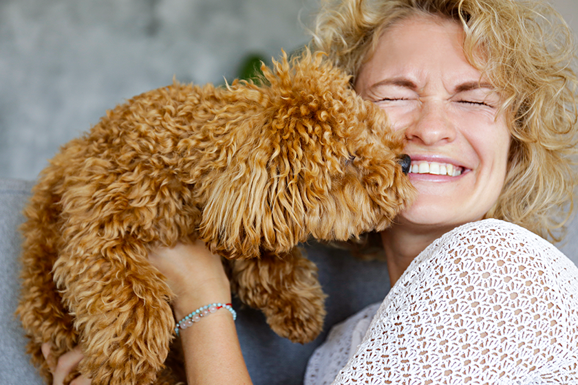 Adorable toy poodle puppy in arms of its loving owner