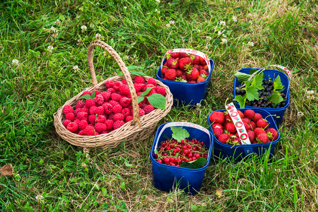 Assortment of freshly picked fruit in baskets on a grass