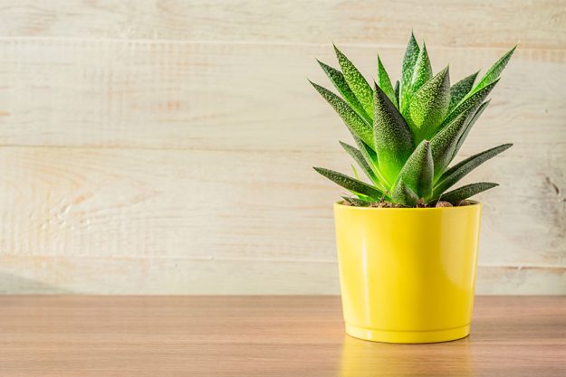 Aloe vera plant in yellow ceramic pot Aloe vera plant in yellow ceramic pot