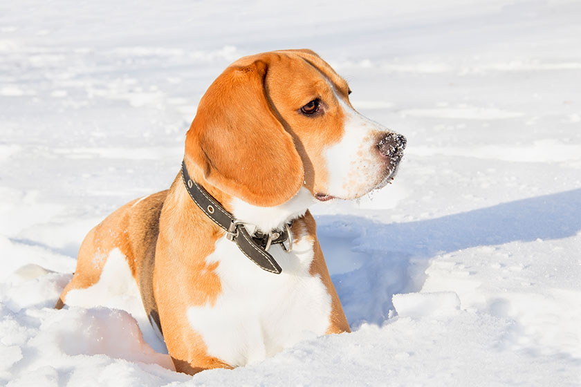 Beagle dog for a walk