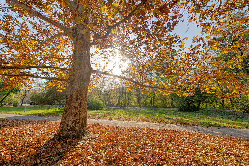 Early autumn park view tree day time