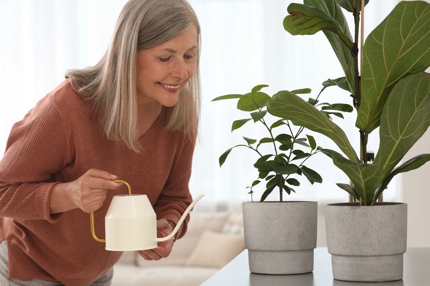 Senior-Friendly Indoor Plants To Grow At Your Assisted Living Apartment In McKinney, TX