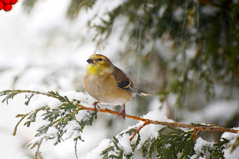 american goldfinch in a snowstorm