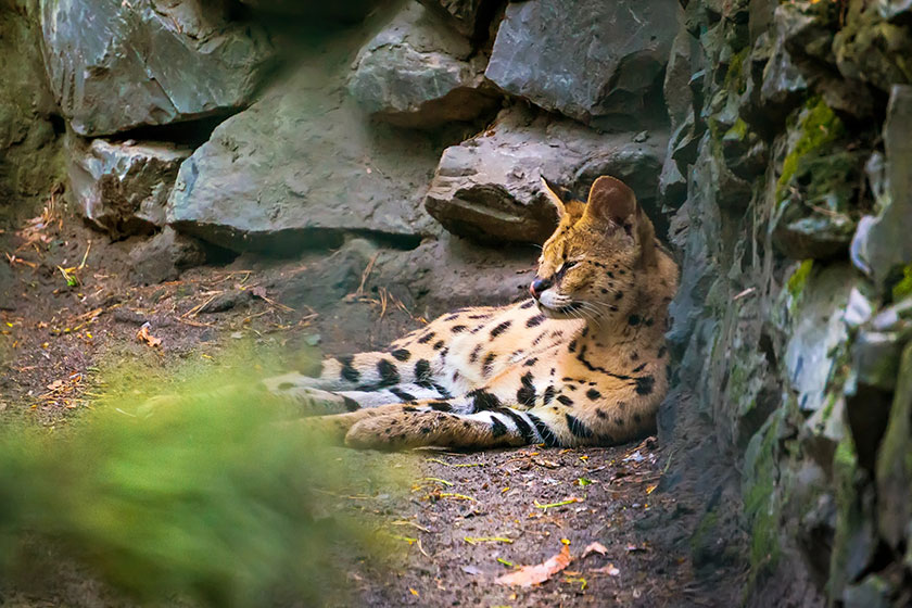 Ocelot is a carnivorous mammal of the cat family that live in america Ocelot is a carnivorous mammal of the cat family that live in america