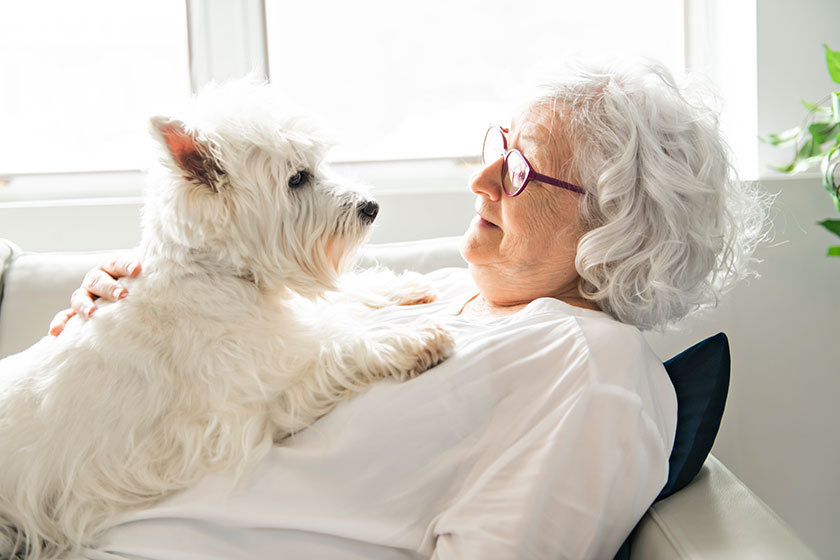 the therapy pet on couch next to elderly person in retirement rest home for seniors the therapy pet on couch next to elderly person in retirement rest home for seniors