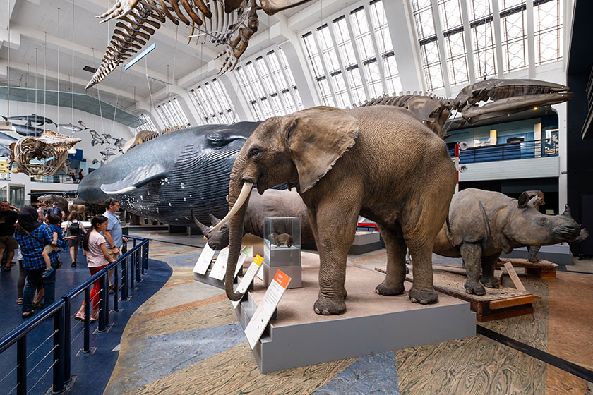 the mammals gallery at the natural history museum in london the mammals gallery at the natural history museum in london