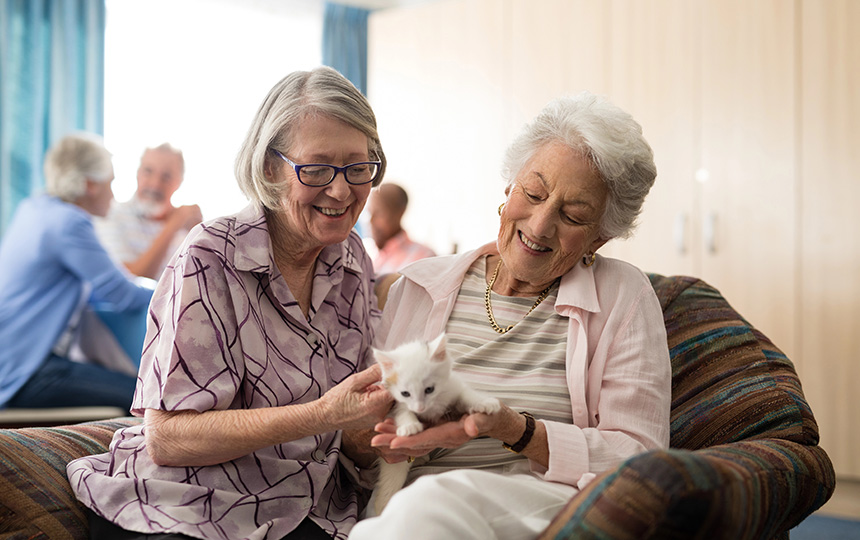 Female senior friends looking at kitten Female senior friends looking at kitten