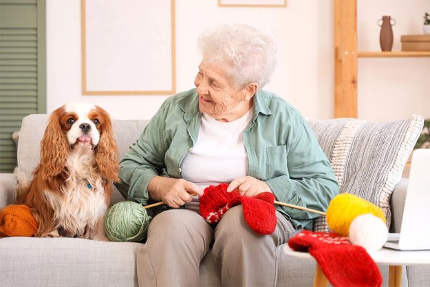 Senior woman cute cavalier king charles spaniel dog knitting sofa