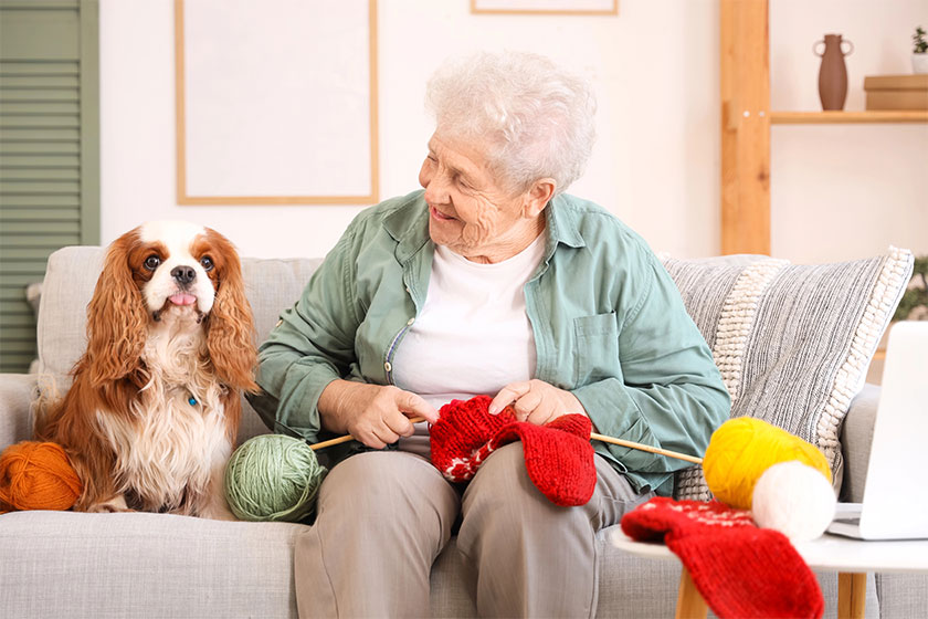 Senior woman cute cavalier king charles spaniel dog knitting sofa