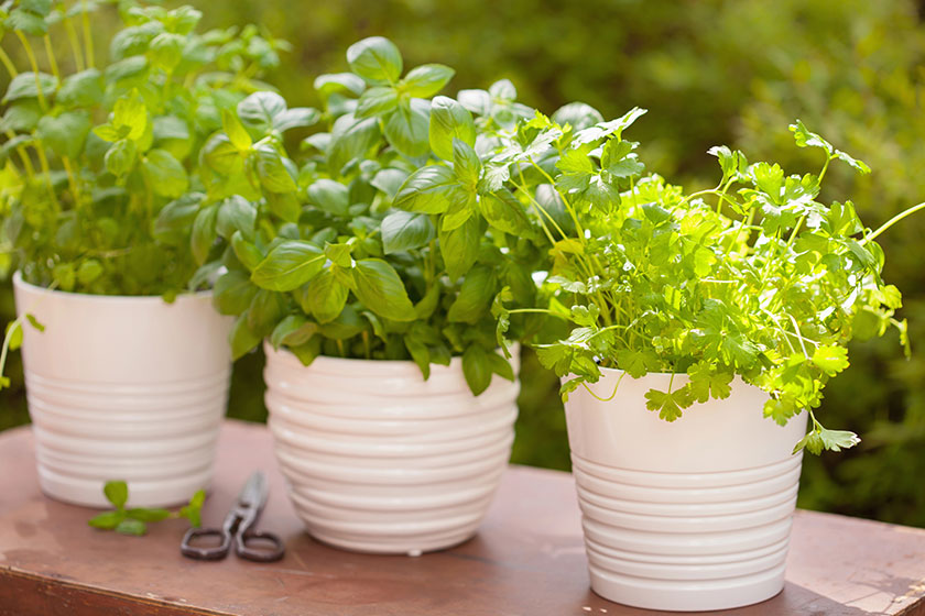 Fresh basil parsley mint herbs in garden