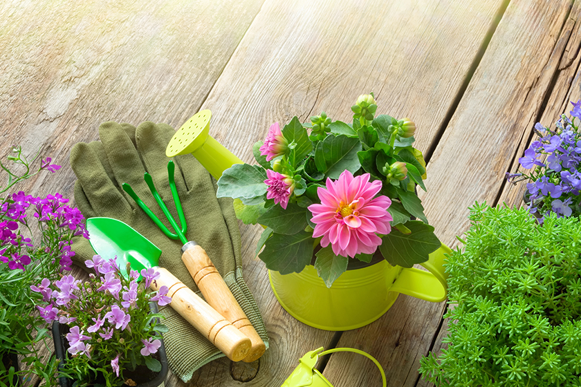 seedling garden flowers planting garden equipment