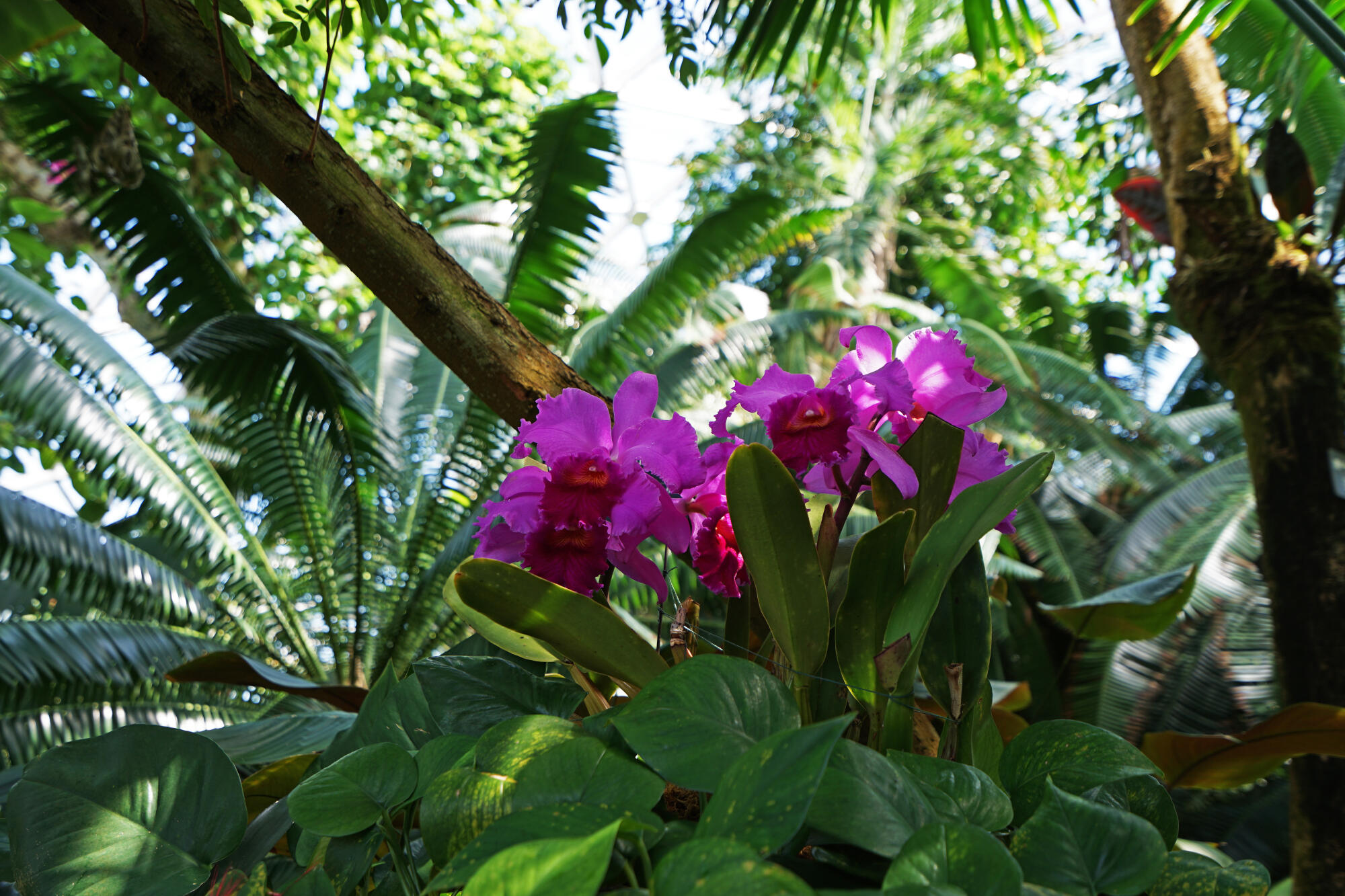 Close up blooming Cattleya hyb