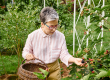 attractive mature jolly woman glasses picking fresh berries