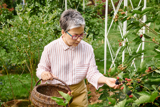 attractive mature jolly woman glasses picking fresh berries attractive mature jolly woman glasses picking fresh berries