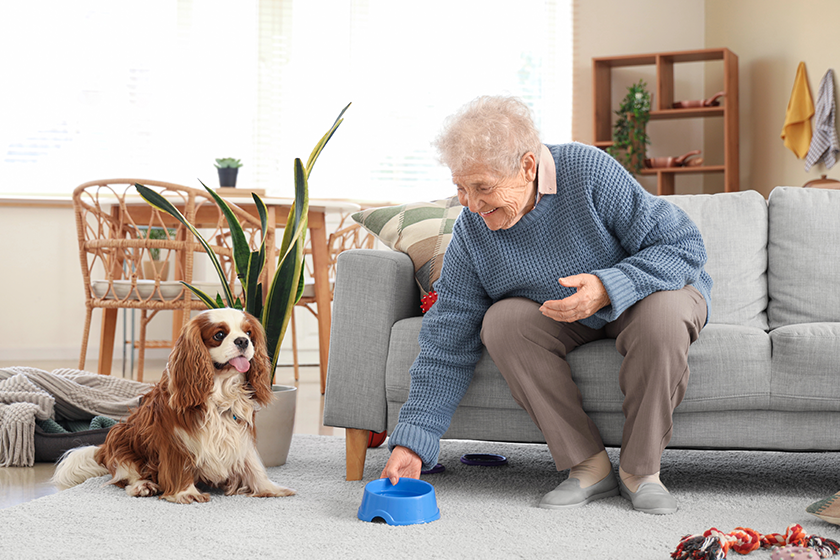 senior woman pet bowl cute cavalier king charles senior woman pet bowl cute cavalier king charles