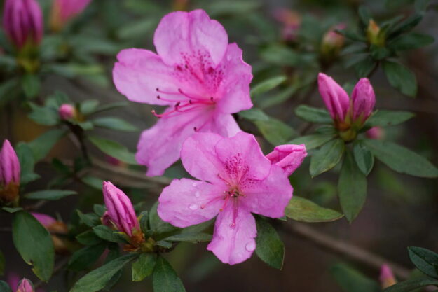 Azalea Garden