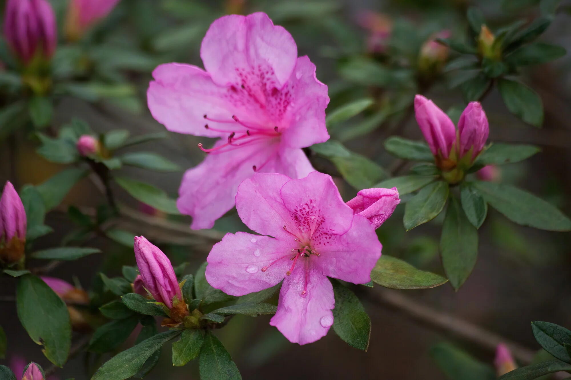 Azalea Garden Azalea Garden